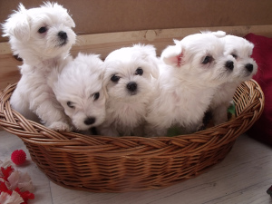 Photo №1. maltese dog - for sale in the city of Jermuk | 450$ | Announcement № 612