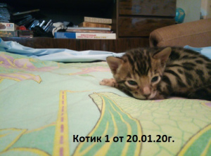 Photo №2 to announcement № 5503 for the sale of bengal cat - buy in Russian Federation from nursery