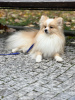 Photo №2 to announcement № 73181 for the sale of pomeranian - buy in Czech Republic private announcement