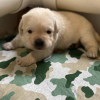 Photo №4. I will sell labrador retriever in the city of Frankston. breeder - price - 300$