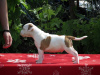 Additional photos: American Staffordshire Terrier, puppies