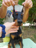 Photo №3. Doberman puppies. Serbia