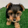 Photo №2 to announcement № 91402 for the sale of yorkshire terrier - buy in Croatia private announcement