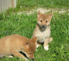 Photo №1. shiba inu - for sale in the city of Vienna | Is free | Announcement № 77599