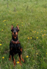 Photo №4. I will sell dobermann in the city of Tbilisi. breeder - price - negotiated