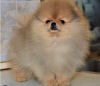 Photo №2 to announcement № 112146 for the sale of pomeranian - buy in Romania private announcement