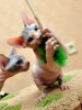 Photo №1. sphynx cat - for sale in the city of Штутгарт | 275$ | Announcement № 123667