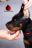 Photo №1. dobermann - for sale in the city of Krasnodar | negotiated | Announcement № 10453