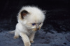 Photo №4. I will sell ragdoll in the city of Berlin. private announcement, breeder - price - 423$