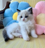 Photo №2 to announcement № 99301 for the sale of ragdoll - buy in United States 
