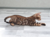Photo №4. I will sell bengal cat in the city of Miass. from nursery - price - negotiated