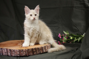 Photo №2 to announcement № 3259 for the sale of maine coon - buy in Russian Federation breeder