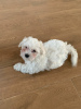 Photo №1. maltese dog - for sale in the city of Kiev | 424$ | Announcement № 41147