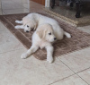 Photo №1. golden retriever - for sale in the city of Riyadh | 400$ | Announcement № 15564