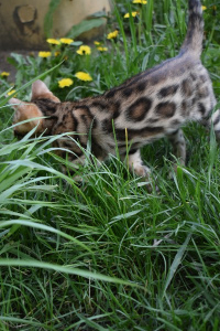 Photo №3. Bengal kitten reservation. Russian Federation