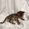 Photo №1. bengal cat - for sale in the city of Калифорния Сити | 600$ | Announcement № 127407