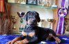 Photo №1. dobermann - for sale in the city of Kishinev | negotiated | Announcement № 124375