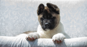 Photo №4. I will sell american akita in the city of Kiev. private announcement - price - 1706$