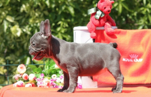 Photo №2 to announcement № 6975 for the sale of french bulldog - buy in United States 