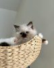 Photo №1. british longhair - for sale in the city of Munich | 317$ | Announcement № 109695