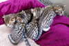 Photo №3. Licensed Savannah F1,F2,F3,F4,F5 Kittens Available. United States