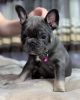 Photo №1. french bulldog - for sale in the city of Almaty | 280000$ | Announcement № 97164