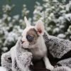 Photo №3. VIP French bulldog puppy rare color Merle blue white black girl and boy female. Poland