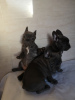Photo №4. I will sell french bulldog in the city of Duisburg. private announcement, from nursery - price - 402$