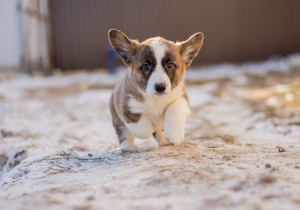 Additional photos: Welsh corgi cardigan puppies from champions