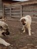 Additional photos: Caucasian Shepherd Puppies
