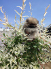 Photo №2 to announcement № 19667 for the sale of pomeranian - buy in Russian Federation private announcement