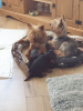 Additional photos: Lovely Yorkshire Terrier puppies for Adoption