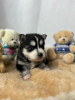 Photo №1. pomeranian, siberian husky - for sale in the city of Lyon | 1268$ | Announcement № 80858