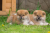 Photo №3. Akita inu puppies. Belarus