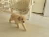 Photo №2 to announcement № 96442 for the sale of golden retriever - buy in Finland private announcement