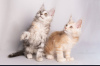 Photo №3. Maine Coon Cattery offers kittens of different ages. Kazakhstan