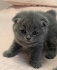 Photo №4. I will sell scottish fold in the city of Prague.  - price - negotiated