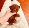 Photo №1. poodle (royal) - for sale in the city of Helsinki | 475$ | Announcement № 125669