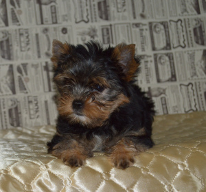 Additional photos: Yorkshire terrier puppy for sale