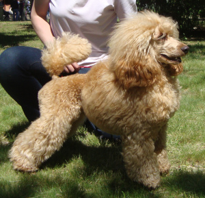 Photo №3. Small poodle puppies. Russian Federation