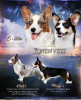 Photo №1. welsh corgi - for sale in the city of St. Petersburg | 1042$ | Announcement № 9849