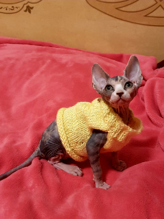Photo №1. sphynx-katze - for sale in the city of Kiev | 2781$ | Announcement № 4169