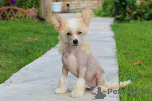 Photo №2 to announcement № 7453 for the sale of chinese crested dog - buy in Russian Federation breeder
