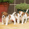 Photo №1. jack russell terrier - for sale in the city of Warsaw | negotiated | Announcement № 108312