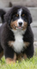 Photo №2 to announcement № 72112 for the sale of bernese mountain dog - buy in Russian Federation from nursery