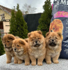 Photo №2 to announcement № 83141 for the sale of chow chow - buy in Serbia breeder