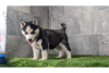 Photo №1. siberian husky - for sale in the city of Magdeburg | Is free | Announcement № 120494