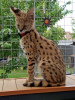 Photo №2 to announcement № 8024 for the sale of savannah cat - buy in Poland 
