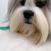 Photo №4. I will sell non-pedigree dogs in the city of Mound. from nursery - price - 1500$