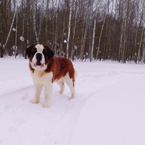 Photo №2. Mating service st. bernard. Price - negotiated